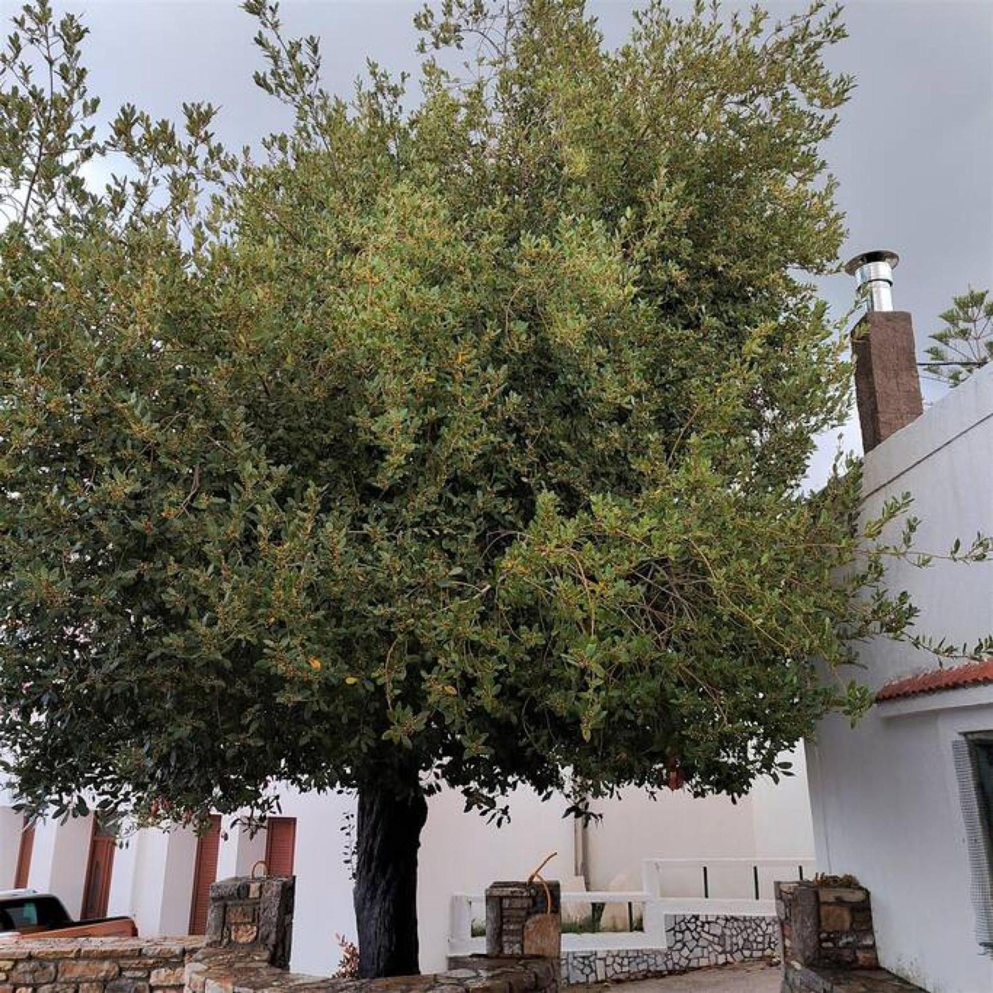 Laurel Lk Houses In Kritinia Rhodes Bagian luar foto